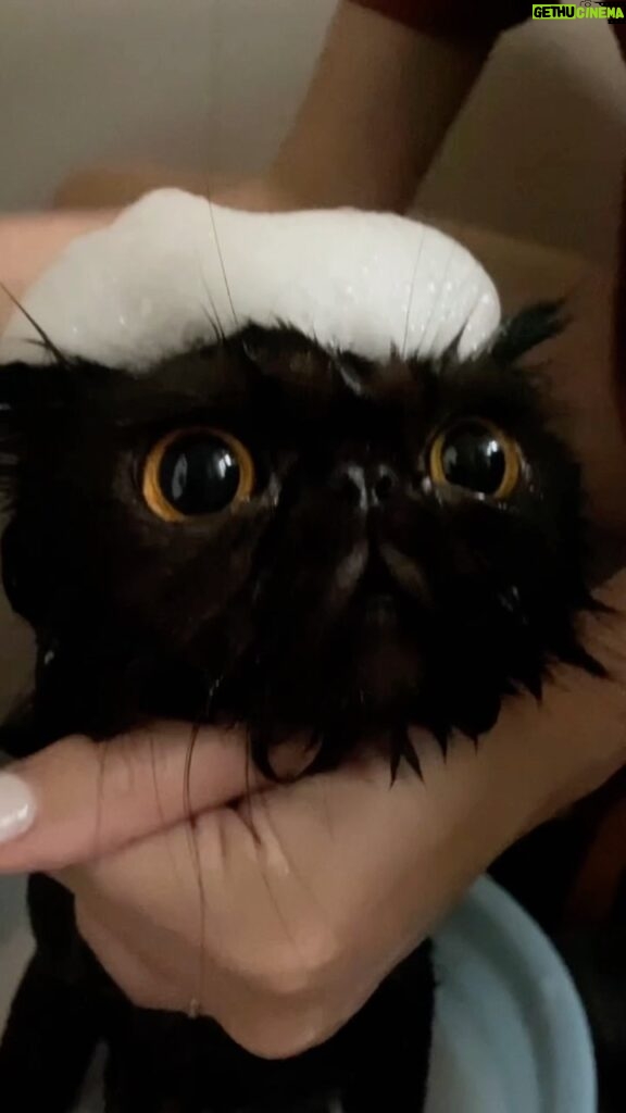 Erol Instagram - ⠀ 這是一顆頭上有泡泡的小海膽 最近皮膚出狀況需要泡藥浴🛀 每次看到栗寶含淚委屈都會融化 雖然會緊張但還是算很乖的貓咪 媽媽愛你喔🫶🏻 #加菲猫 #洗澡 #貓生好難