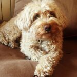 Esther Acebo Instagram - Mi croqueta favorita cumple 9 años. Siempre paciente, tranquila y de buen humor. Gracias por traer algo de paz a ViLLArizos.. 🥩🍦#petraCumple9