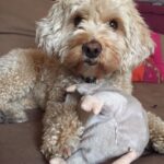 Esther Acebo Instagram - Mi croqueta favorita cumple 9 años. Siempre paciente, tranquila y de buen humor. Gracias por traer algo de paz a ViLLArizos.. 🥩🍦#petraCumple9