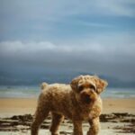 Esther Acebo Instagram - Mi croqueta favorita cumple 9 años. Siempre paciente, tranquila y de buen humor. Gracias por traer algo de paz a ViLLArizos.. 🥩🍦#petraCumple9