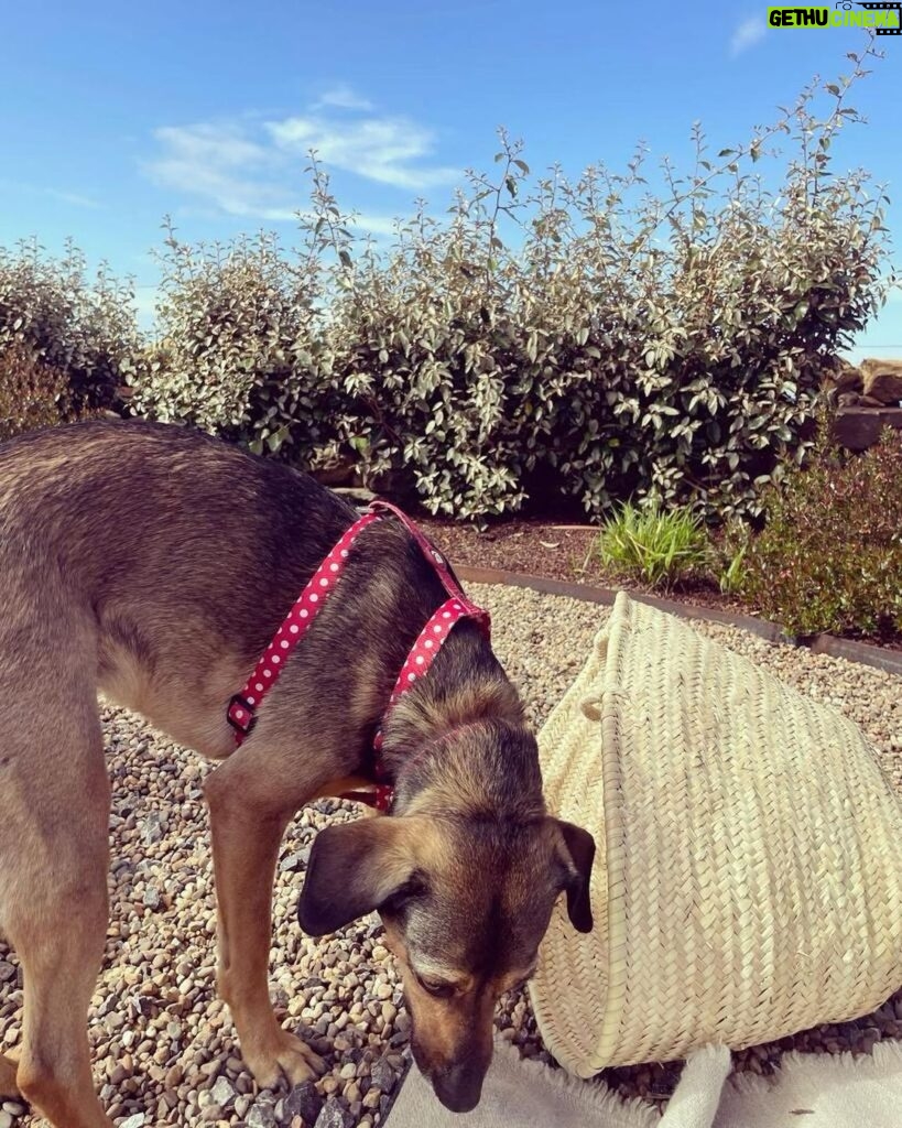 Esther Acebo Instagram - A última a chegar em VillaRizos, mas a primeira que vem me cumprimentar como uma louca todas as manhãs, cheia de amor, ninguém imaginaria que você rosnou para mim nas primeiras três semanas... A mais durona do bairro, e ao mesmo tempo, a mais carinhosa... Capazes de roubar a comida colocada na mesa, Mas incapazes de se ver no sofá e não virem dar amor. Parabéns Brisa #5 anos