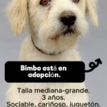 Eugenio Derbez Instagram - #adoptanocompres Todos estos refugios tienen animales de compañía en adopción, esperando una familia que los ame: @corazondeperromx @adopcioneslunaytamara @alberguesancristobal @centroparaperrosygatos @refugio_franciscano_ac @siempreatulado_refugio @manadasanalberguecanino @adoptacan.sur @sabina_doggy_rescues @unidos_por_osito