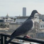 Eva Marisol Gutowski Instagram – Do we think the French pigeons and nyc pigeons would get along or get cliquey and establish hierarchy… 🐦 Paris, France