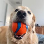 Eva Marisol Gutowski Instagram - Here’s a dumpy because DAY N NITE IS OUT! I’ve spent the last 2 weeks being a dog mom and basically hiding in my apartment, trying to put together a song release plan by myself 😂 in a perfect world i would have planned a “massive music roll out” months in advance and made like 50 TikToks on some “DID I JUST WRITE THE SONG OF THE SUMMER? 🤪” type shit, but I’m done wasting time trying to be perfect. It’s time to embrace the chaos, drop songs when i make them, and show you real time what this crazy ass life is leading me to ☺️❤️ have you listened to day n nite yet??