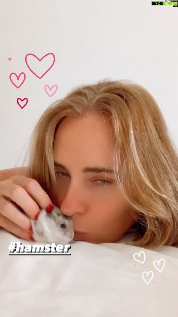 Florencia Ortiz Instagram - BB. Servita #hamsterruso #hamster #hamstrings #hamsterlove #hamsterlover Barcelona, Spain
