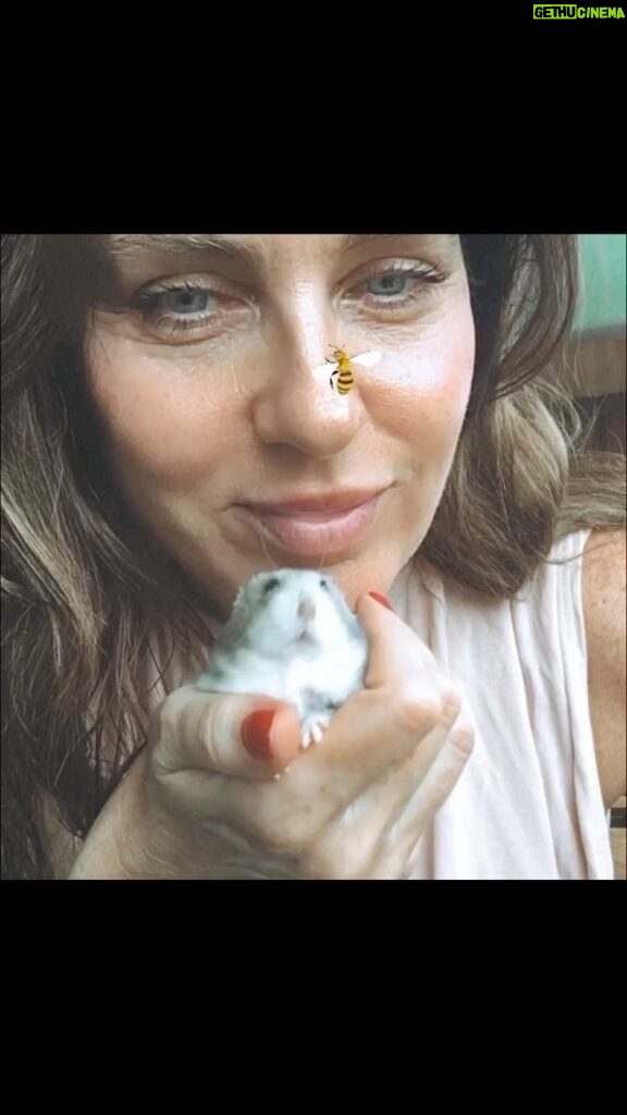 Florencia Ortiz Instagram - Recién hoy te puedo hacer este pequeño homenaje y aun asi lloro. Te amamos Servita, nos hiciste muy felices. #hamster #amor #bb #hamsterruso ❤‍🩹💜⭐ Barcelona, Spain