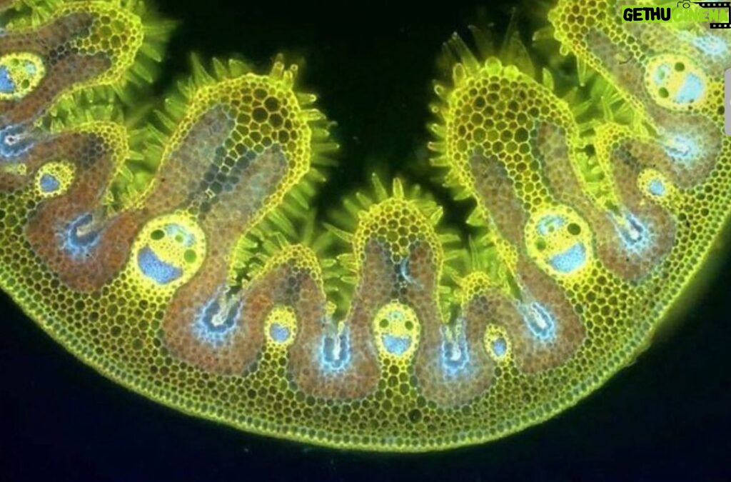 Francis Ford Coppola Instagram - A microscopic photo of a blade of grass, looking very happy. What is nature trying to tell us?