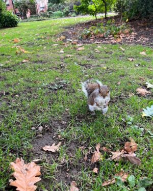 Frankie Boyle Instagram - I’ve known this squirrel for years. Today he just appeared beside me and put his paw on my leg. He looked at me with a slight air of commiseration. I shrugged. We both sat looking at the trees for a bit.