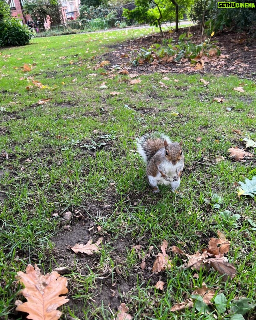 Frankie Boyle Instagram - I’ve known this squirrel for years. Today he just appeared beside me and put his paw on my leg. He looked at me with a slight air of commiseration. I shrugged. We both sat looking at the trees for a bit.