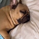 Garik Kharlamov Instagram - Ответ на вопрос , почему я Бульдог )