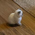 Genevieve Kang Instagram - SHE’S JUST A BABY. SHE’S ALSO VIRGO SUN, CANCER MOON, GEMINI RISING AND OUR SWEET LIL BUN! EVERYONE SAY HELLO TO BAO.