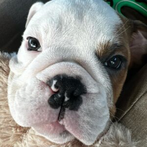 Geoff Ramsey Instagram - New year new dog