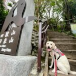 Gladys Lee Instagram - 四月最後一週的週三是 #國際導盲犬日，全球共同響應串連，提升整體社會對於 #導盲犬 #輔助犬 的共識與意識； Ula下個月要滿七個月，天天伸懶腰長高、散步玩耍長肌肉，隨時訓練、隨時教導也讓她長腦袋更機靈，天天帶著她探索人類社會，認識這個世界，我們一起蹲下來看麻雀，一起去機場觀景台聽飛機起降引擎聲，一起坐在公車站感受大型車進站的熱氣和開關門的氣壓聲，一起跟家人去海邊踩踩浪花、瘋狂挖沙坑，也搭101的電梯感受耳壓變化，我們到餐廳吃飯帶著她，就在一旁乖乖等待休息，她也跟著我外出工作，進出不同場合、大樓，她用小小的腳掌感覺地板材質的差異，勇敢的穿梭在街道上，直接面對所有的友善和不友善； 寄養家庭的任務是帶著幼犬社會化，並且落實所有基本訓練的指令，鼓勵幼犬盡可能探索，同時必須完全服從而且聽指令、有規矩，訓練老師給了我一個很好的觀念：「不是要孩子都不犯錯，而是犯錯後的提醒、糾正和學習。」狗狗表現完美也不吝於讚美、獎賞和鼓勵，要在狗狗心中建立權威，但卻不心生恐懼，愛她也尊重她，完全是愛的教育的實踐啊！ 我在想，教孩子應該跟導盲犬差不多吧？養過導盲犬會不會對生孩子更有信心呢？啊！導盲犬不會哭，更不會頂嘴，這應該是致命的差異🫢 🐾 To the guide dogs of the world – i hope you’re having a PAWE-SOME day! 🐾 Happy International Guide Dog Day! Ula is my first trainee puppy from @twguidedog. She will be turning 7 month old in two weeks. Everyday i watch her grow more mature and smarter and learn how to navigate the world. As puppy walker/family I couldn’t be more proud of my beloved baby Ula. We know the life-changing difference Guide Dogs make, and that’s why donation or volunteer work play important role within the training process. It's also an important day for businesses, industries and the wider community to recognize how a guide and assistance dog refusal can have serious implications for the immediate safety of a person with low vision or blindness. #GuideDog #AssistanceDog #InternationalGuideDogDay #GuideDogDay #U胎 #Ula #guidedog #eyeseeingdog #workingdog #labradorsofinstagram #labsofinstagram #labradoroftheday #yellowlab #yellowlabsofinstagram #labradorpuppy #whitelab #labsofinsta #yellowlabrador #blacklabrador #retriever #whitelab #拉布拉多 #導盲幼犬 #導盲幼犬寄養家庭
