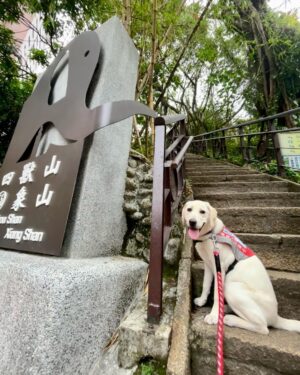 Gladys Lee Instagram - 四月最後一週的週三是 #國際導盲犬日，全球共同響應串連，提升整體社會對於 #導盲犬 #輔助犬 的共識與意識；

Ula下個月要滿七個月，天天伸懶腰長高、散步玩耍長肌肉，隨時訓練、隨時教導也讓她長腦袋更機靈，天天帶著她探索人類社會，認識這個世界，我們一起蹲下來看麻雀，一起去機場觀景台聽飛機起降引擎聲，一起坐在公車站感受大型車進站的熱氣和開關門的氣壓聲，一起跟家人去海邊踩踩浪花、瘋狂挖沙坑，也搭101的電梯感受耳壓變化，我們到餐廳吃飯帶著她，就在一旁乖乖等待休息，她也跟著我外出工作，進出不同場合、大樓，她用小小的腳掌感覺地板材質的差異，勇敢的穿梭在街道上，直接面對所有的友善和不友善；

寄養家庭的任務是帶著幼犬社會化，並且落實所有基本訓練的指令，鼓勵幼犬盡可能探索，同時必須完全服從而且聽指令、有規矩，訓練老師給了我一個很好的觀念：「不是要孩子都不犯錯，而是犯錯後的提醒、糾正和學習。」狗狗表現完美也不吝於讚美、獎賞和鼓勵，要在狗狗心中建立權威，但卻不心生恐懼，愛她也尊重她，完全是愛的教育的實踐啊！

我在想，教孩子應該跟導盲犬差不多吧？養過導盲犬會不會對生孩子更有信心呢？啊！導盲犬不會哭，更不會頂嘴，這應該是致命的差異🫢

🐾 To the guide dogs of the world – i hope you’re having a PAWE-SOME day! 🐾 Happy International Guide Dog Day! 

Ula is my first trainee puppy from @twguidedog. She will be turning 7 month old in two weeks. Everyday i watch her grow more mature and smarter and learn how to navigate the world. As puppy walker/family I couldn’t be more proud of my beloved baby Ula. 

We know the life-changing difference Guide Dogs make, and that’s why donation or volunteer work play important role within the training process. 

It's also an important day for businesses, industries and the wider community to recognize how a guide and assistance dog refusal can have serious implications for the immediate safety of a person with low vision or blindness.

#GuideDog #AssistanceDog #InternationalGuideDogDay #GuideDogDay #U胎 #Ula #guidedog #eyeseeingdog #workingdog #labradorsofinstagram #labsofinstagram #labradoroftheday #yellowlab #yellowlabsofinstagram #labradorpuppy #whitelab #labsofinsta #yellowlabrador #blacklabrador #retriever #whitelab #拉布拉多 #導盲幼犬 #導盲幼犬寄養家庭