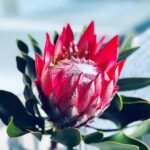 Goro Inagaki Instagram - 赤く染まる熱情、悲しい嘲笑… すっかり魅了されてしまった。 素晴らしい芝居をありがとう。 #アルトゥロウイの興隆