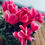 Goro Inagaki Instagram - 下向きに花をつけるいつだって控えめな君。 #シクラメン