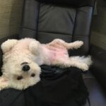 Grant Gustin Instagram - Can’t believe I’m writing this, but earlier this week we said goodbye to my best bud, Jett. Anyone that’s ever met Jett knew how special he was to me and what a special dog he was in general. There’s nothing I could write in a caption that could encapsulate the love I have for Jett, how much I’ll miss him, or the amazing run we had together. Jett and I found each other when he was 5 and I was 21, and he made it to almost 18 years old. He was one of my only constants during those (nearly)13 years. Leave some love for Jett if you knew him, and if you didn’t, just enjoy this very small collection of some of my favorite pictures of him. ♥️