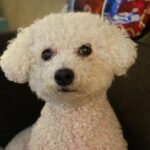 Grant Gustin Instagram - Can’t believe I’m writing this, but earlier this week we said goodbye to my best bud, Jett. Anyone that’s ever met Jett knew how special he was to me and what a special dog he was in general. There’s nothing I could write in a caption that could encapsulate the love I have for Jett, how much I’ll miss him, or the amazing run we had together. Jett and I found each other when he was 5 and I was 21, and he made it to almost 18 years old. He was one of my only constants during those (nearly)13 years. Leave some love for Jett if you knew him, and if you didn’t, just enjoy this very small collection of some of my favorite pictures of him. ♥️