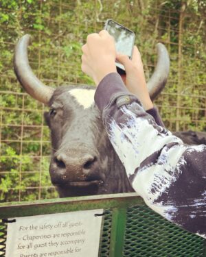 Griffin Wallace Henkel Instagram - When #yaks are curious 

#bayouzoo #crazyanimals #free #roaming #wildlife