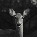 Guillaume St-Amand Instagram – Probablement les deux coupables qui ont mangé notre jardin la semaine dernière… Sainte-Adèle, Quebec