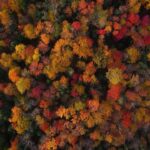 Guillaume St-Amand Instagram – Look at this beautiful artwork of Mother Nature… Take time to take it in. The music, the colors of the trees… It’s amazing. Life is wonderful. 
.
.
.
#fallfoliage #fall #quebec #explorecanada #canada #djiglobal #natgeoyourshot #natgeo #planetearth