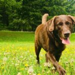 Hannah Nordberg Instagram - ... flowers for days ... #mysweetgirl #cocoa #herhappyplace #fetch