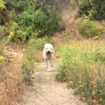 Hannah Nordberg Instagram - 🐾 hiking buddy #comingatcha #yellow #wildflowers #waitforme #myboy #loveandjoy #grateful #smilingdog #alwayshappy #dogsofinstagram