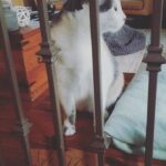 Hayden Byerly Instagram - These are most of my days. Just bothering Lilly as much as I can.