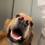 Hendrik Streeck Instagram - Wenn man versucht den Vortrag fertig zu bekommen und sich dieses süße Gesicht immer wieder dazwischendrängt! 😍 #goldenretriever #goldenretrievers Bonn, Germany