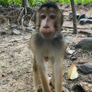 Hendrik Streeck Instagram - Und wieder ein neuer Freund. Diesmal in Khao Phra, Thailand. 😊