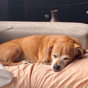 Henny Russell Instagram - Bailey auditioned with me via zoom yesterday! (She was great!) And she now understands why Mommy is so exhausted. 😂💻🎥🐕💤