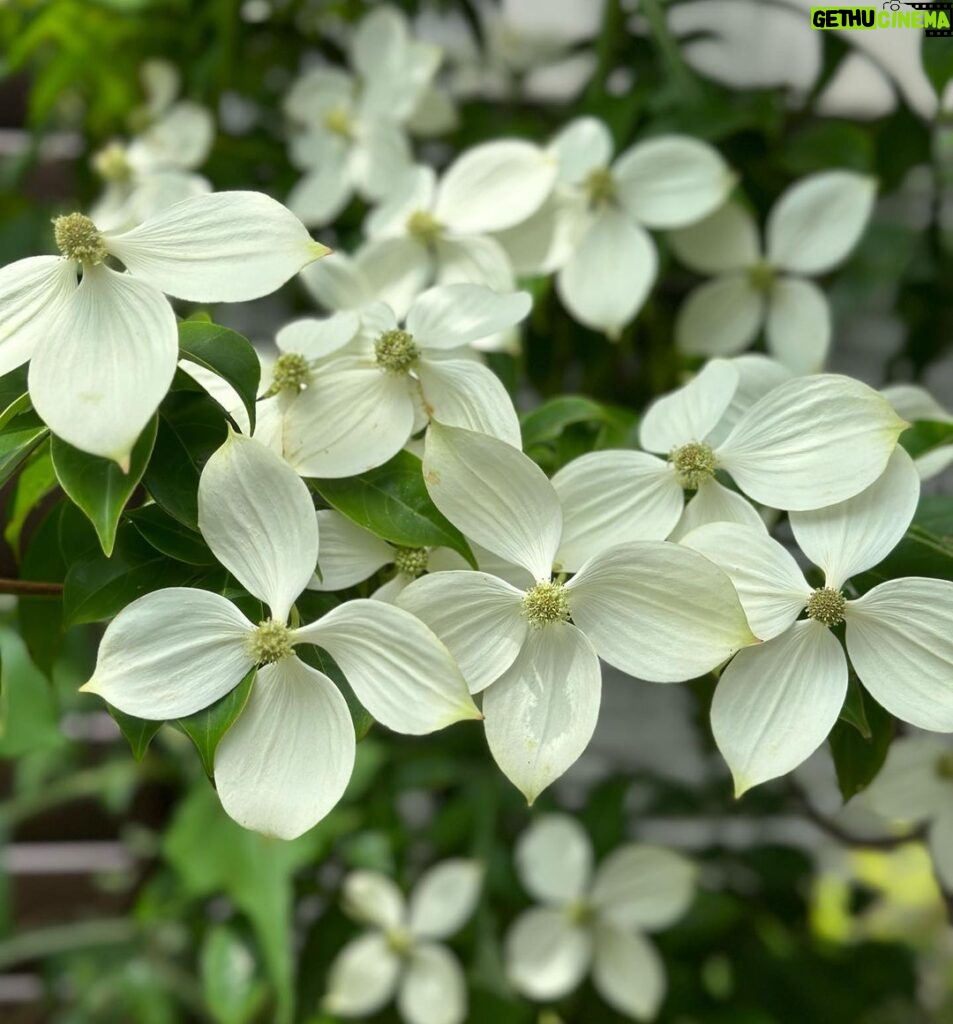 Hideo Nakano Instagram - 小沢仁志さんから 花ばかり載せて爺ィみたいな 事やめろ‼と叱られたので　 逆らって投稿 今日のwalking花は ヤマボウシ #instagood #instagram #enjoywalking #walking #japan