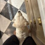 Holly Willoughby Instagram - Tell me the cats in the kitchen without telling me the cats in the kitchen… 😹