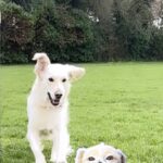 Holly Willoughby Instagram - The NeverEnding Story was a favourite film of mine as a child… Now I’ve got my very own Falkor 🤍 ‘Never give up and good luck will find you’ 🍀 🐉 #bailey #dogsofinstagram #neverendingstory