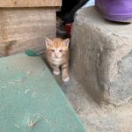 Hong Kyung Instagram - 여름 장마와 신기할 만큼 요즘 우연히 계속해서 보이는 미스 반 데어 로에, 연습 연주하는 아들을 객석 끝에서 지켜보는 이 곡의 작곡가이자 아버지, 그리고 motherland.