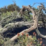 Hugh Wallace Instagram – Amazing sculptural elements to the trees found among the lava, not to mention the embellishments! Is that old man’s beard? #lanzarote Lanzarote, Canary Islands