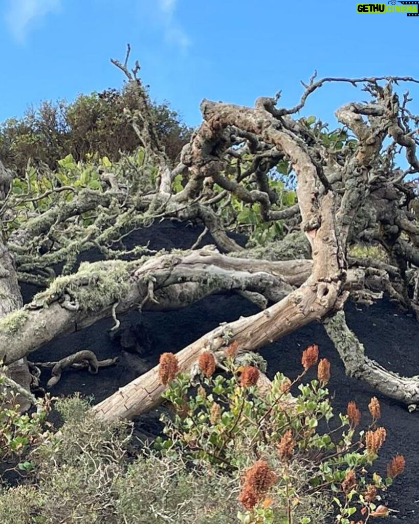 Hugh Wallace Instagram - Amazing sculptural elements to the trees found among the lava, not to mention the embellishments! Is that old man’s beard? #lanzarote Lanzarote, Canary Islands