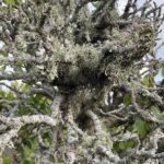 Hugh Wallace Instagram – Amazing sculptural elements to the trees found among the lava, not to mention the embellishments! Is that old man’s beard? #lanzarote Lanzarote, Canary Islands