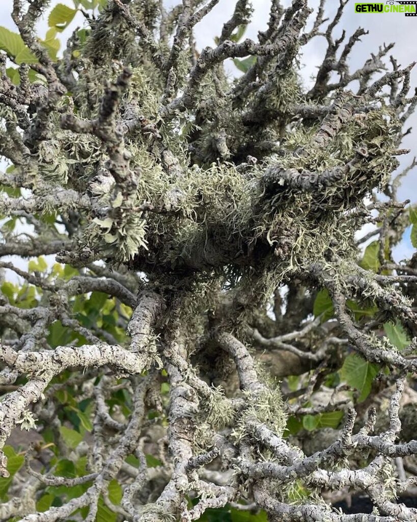Hugh Wallace Instagram - Amazing sculptural elements to the trees found among the lava, not to mention the embellishments! Is that old man’s beard? #lanzarote Lanzarote, Canary Islands