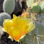 Hugh Wallace Instagram – I visited gardenycactuslanzarote today. The cactus is regarded as a bit of an ugly brute, yet look at the delicate flowers and the vibrant colours. 
It’s just extraordinary! 🌵 
Do you have any cacti in your home? 
#cactus #cactusgarden