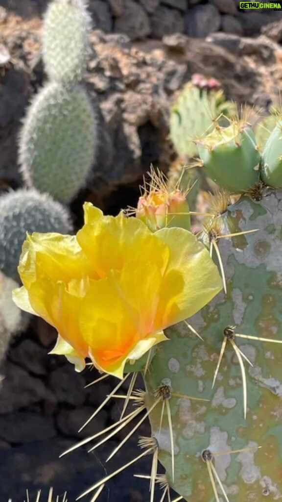 Hugh Wallace Instagram - I visited gardenycactuslanzarote today. The cactus is regarded as a bit of an ugly brute, yet look at the delicate flowers and the vibrant colours. It’s just extraordinary! 🌵 Do you have any cacti in your home? #cactus #cactusgarden