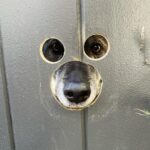 Hunter March Instagram - Cut a doggie peep hole into my gate and let’s just say, they be peeping. #dogs #dogsofinstagram