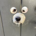 Hunter March Instagram - Cut a doggie peep hole into my gate and let’s just say, they be peeping. #dogs #dogsofinstagram