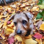 Ian Bremmer Instagram - happy moosegiving to all who celebrate! New York, New York