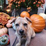 Ian Bremmer Instagram - moose is unamused by your halloween tricks he just wants treats New York, New York