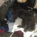 Ian Harding Instagram - Yeah thanks Mochi that laundry wasn't clean or anything... #doglife #thisiswhyismellallthetime