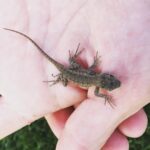 Ian Harding Instagram - Surprise house guest.