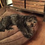 Ian Harding Instagram - Mochi's enthralled by my story telling.