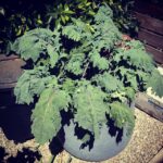 Ian Harding Instagram - The kale that ate manhattan. #greenthumb #ediblebackyard #myplantsuseroids