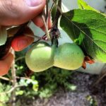 Ian Harding Instagram - Something's wrong with my apple(s).